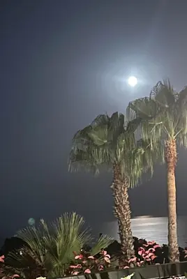 three palm trees with the moon in the sky at Independent Room in private villa with view1 in Castelldefels
