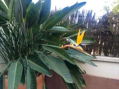 a plant with a yellow flower on top of it at Apartaments Villa Conchi in Sitges