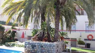 two palm trees in a brick wall next to a pool at Apartaments Mar Blau Calella in Calella