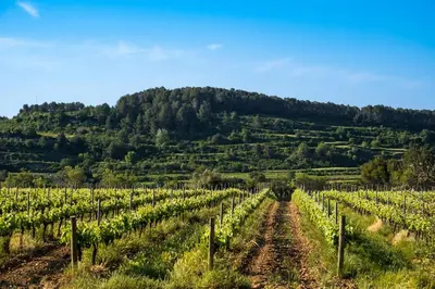 a vineyard with a mountain in the background at Hotel Air Penedès in Vilafranca del Penedès
