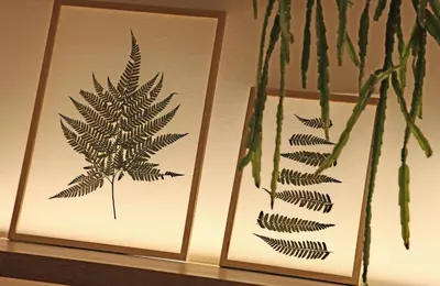 two framed pictures of a plant on a wall at The Moods Catedral Hostal Boutique in Barcelona