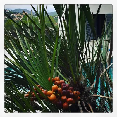 a palm tree with a bunch of fruits on it at Luxury Sitges Hills Villa in Olivella