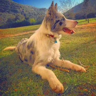 a dog laying on the grass in a field at Hostal Sant Roc in Montseny