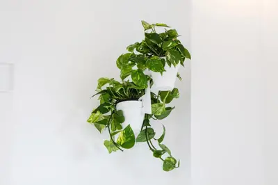 a green plant in a white pot on a white background at DestinationBCN Marimon Apartment in Barcelona