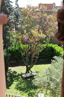 a tree with pink flowers in a yard with a bench at Tibidabo Apartments in Barcelona