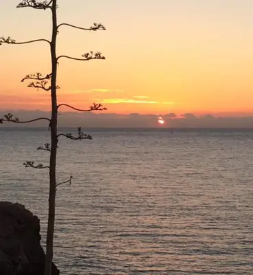 a tree in front of the ocean at sunset at The Magic Sea Front by Hello Homes Sitges in Sitges