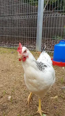 a white chicken standing on the ground next to a fence at Rincón de piedra BCN in Corró de Vall