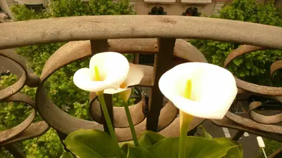 two white flowers sitting on the back of a bench at Balcones y Vistas en el Centro de la Ciudad in Barcelona