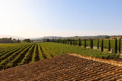a vineyard with rows of green crops in a field at Hotel Restaurant Sol i Vi in Lavern