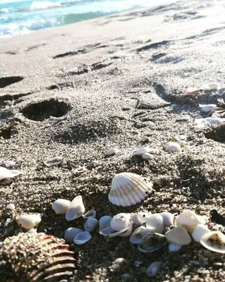 a group of shells on the sand on the beach at Family Deluxe Apartment Beach in Castelldefels