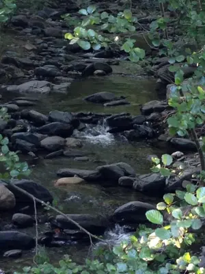 a stream of water with rocks in a forest at Montseny Suites & Apartments in Montseny