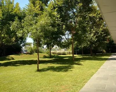 a group of trees in a grassy yard at Centre Esplai Albergue in El Prat de Llobregat
