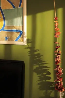 a shadow of a plant on a green wall at Alguera Apartments Napols in Barcelona