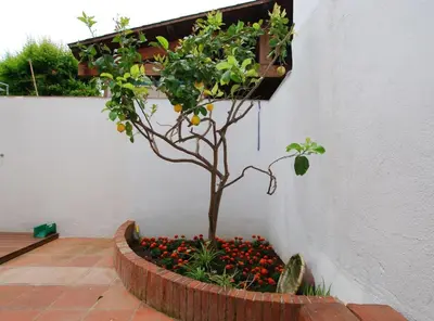a tree in a flower bed next to a wall at The Painter's Home in Vilassar de Mar