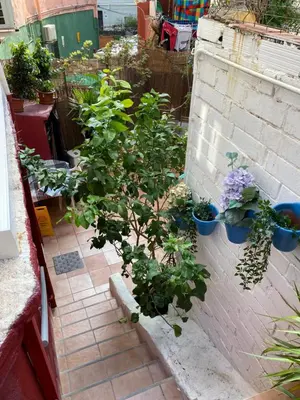 a garden with plants in pots on a brick wall at Comfortable renovated flat, WiFi! in Badalona