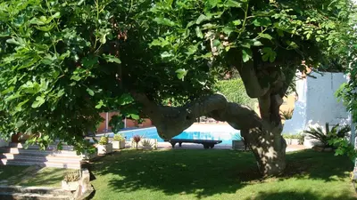 a tree in a yard with a bench under it at Comarquinal Bioresort Penedes in San Quintín de Mediona