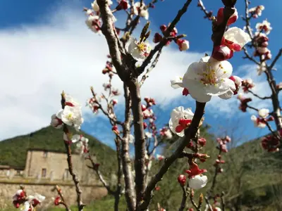 a tree with white flowers in front of a building at Masia de Vallforners in Tagamanent