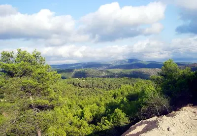 a view of a forest of trees on a hill at CAN MAGINET in Avinyonet