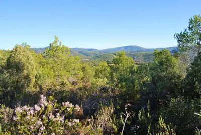 a view of a forest with trees and flowers at CAN MAGINET in Avinyonet