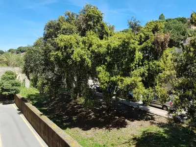 a large tree on the side of a road at Krm Suite Apartament in Calella