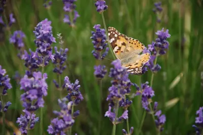 a butterfly sitting on top of purple flowers at El Porxo de Can Baixeres PB-00318 in Montseny