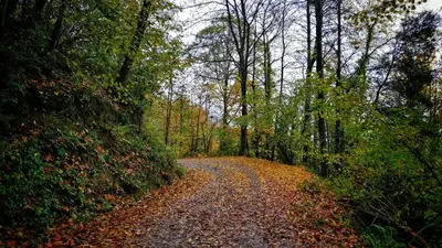 a leaf covered path in a forest with trees at Masia Mediterranian Country House Ca l'Isidre Torrent in Sant Cebrià de Vallalta