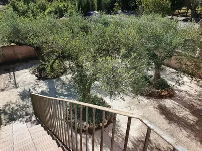 an olive tree in a garden next to a fence at Cal Llopet in Can Cartro