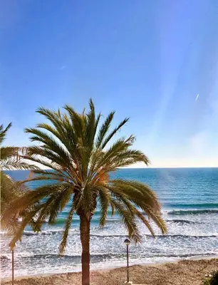 a palm tree on a beach with the ocean at Marina Duplex by Hello Homes Sitges in Sitges