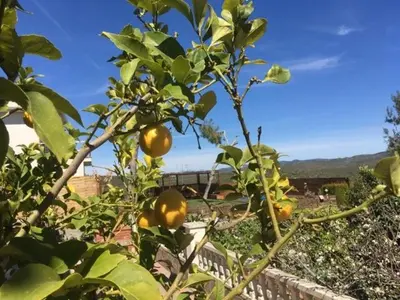 an orange tree with lots of oranges on it at CASA DEL BOSQUE CON PISCINA EN SITGES in Sant Pere de Ribes