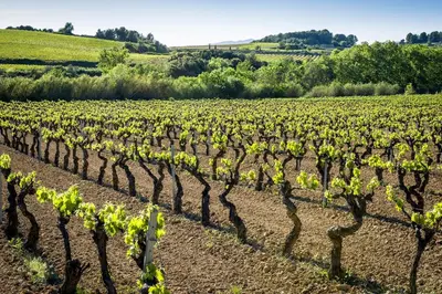 a vineyard with a bunch of green vines at Karin Palma Fiesta-Vallpineda-Sitges in Sant Pere de Ribes