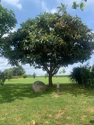 a tree in a field with a rock under it at Bio Resort Mediterráneo in San Martín Sarroca