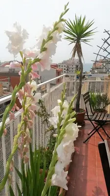 a balcony with pink and white flowers on a balcony at Apartamento Mediterraneo in Pineda de Mar