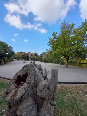 a dead tree stump sitting in the grass at Alojamiento MAS EL CASTELL DEL BRULL B&B in El Brull