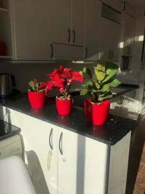 three red potted plants on a counter in a kitchen at Gran apartamento de 4 habitaciones en Sitges in Sitges