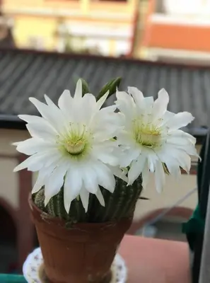 two white flowers in a pot on a table at Piso céntrico con Parking a 20min de Barcelona in Terrassa