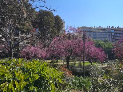 a park with pink trees and buildings in the background at ApartEasy - Turo Park with lovely balcony in Barcelona