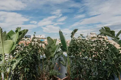 a group of plants in front of a building at Petit Luxe Volta ÀTIC in Terrassa