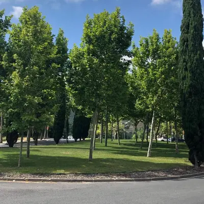 a group of trees in a park with a road at Colors in Barcelona