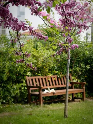 a wooden bench sitting next to a tree with pink flowers at SG Costa BCN Apartments in Castelldefels