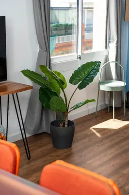 a plant sitting on the floor in a living room at Caliu Apartments Barcelona - Camp Nou in Hospitalet de Llobregat