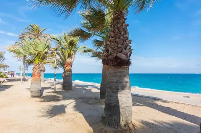 a row of palm trees on a beach with the ocean at HomeHolidaysRentals Cyan- Costa Barcelona in Pineda de Mar