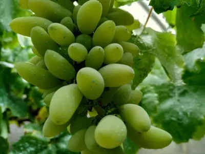 a bunch of green grapes hanging from a tree at La Casa Vella EL BEDORC in Piera