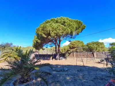 a tree in the middle of a field with a swing at Casa con piscina privada en Sant Pol de Mar in San Pol de Mar